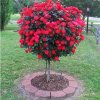IMG-20160410-WA0007.jpg
