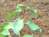 P_20160417_124539 ridotta 2.jpg