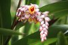 Fiori a grappolo, Las Terrazas.jpg
