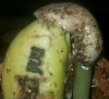 IMG-20160420-WA0011-1-1-1-1-1.jpg