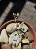 Graptopetalum paraguayense.jpg