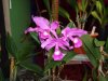 cattleya skinneri.JPG