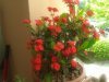 Euphorbia milii.jpg Euphorbia milii.jpg