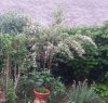 Weigelia variegata 2016.jpg