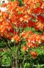 Bellissima Pianta color Arancio08.jpg