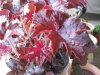 Heuchera micrantha Molli buschf.jpg