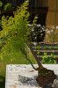 DSC_4563.JPG