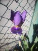 Iris orto - mattina.jpg