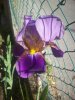 Iris orto - pomeriggio.jpg