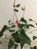 IMG_7079.jpg anthurium4.jpg