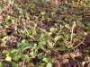 dichondra_malata_05.jpg
