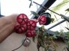 hoya rchboldiana 2 .JPG