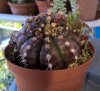 Gymnocalycium damsii cv. red blush.jpg