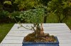 DSC_4676.JPG