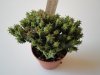 Euphorbia Submamm&.jpg