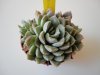 Echeveria Sánchez.jpg