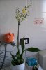 Oncidium1..jpg