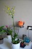 Oncidium4..jpg