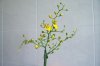 Oncidium2..jpg