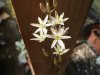 Ornithogalum lit&#1.jpg