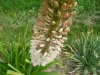 Eremurus himalai&#99.jpg