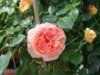 Abraham Darby..JPG