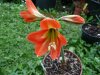 Hippeastrum sona.jpg