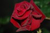 rosa-blackbaccara0.jpg