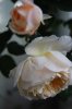 rosa-lionsrose01&#46.jpg