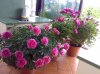 peonia fucsia..jpg