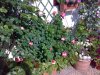 rose varie..jpg