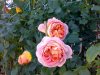 Abraham Darby..jpg