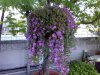 drosanthemum..jpg