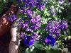 nemesia..jpg