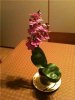orchidea..jpg