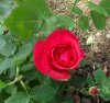 Rosa bruna2..jpg