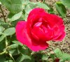 Rosa bruna3..jpg