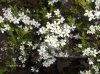 spirea2..jpg