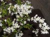 spirea3..jpg