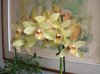 bel Cymbidium.jpg