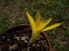 Sternbergia greuteriana.jpg