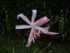 Nerine bowdenii1.jpg