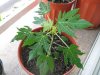 Papaya.jpg