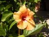 ibiscus rosa sinensis arancione.JPG