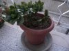 n70kalanchoe.jpg