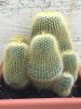 IMG_7021 (1).jpg mammillaria.jpg