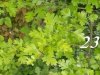 flora ponti sul mincio 7.jpg