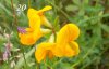 flora ponti sul mincio 10.jpg