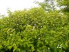 flora ponti sul mincio 15.jpg
