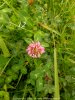flora ponti sul mincio 19.jpg